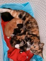 Lieve kittens, Dieren en Toebehoren, Katten en Kittens | Overige Katten, Kortharig, Meerdere dieren, 0 tot 2 jaar