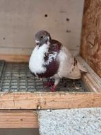 Canaria's en mariolinha's te koop   zowel jonge als overjari, Dieren en Toebehoren, Vogels | Duiven, Meerdere dieren, Overige soorten