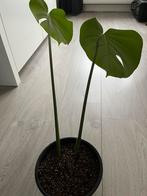 Mooie Kamerplant, Huis en Inrichting, Ophalen, Overige soorten, Halfschaduw, In pot