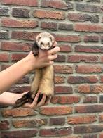 Fret moertje, Dieren en Toebehoren, Overige Dieren, April, Vrouwelijk