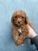 Prachtig nest Toy Poedels – rood & abrikoos, Poedel, 8 tot 15 weken, Parvo, Meerdere