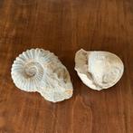 Fossielen, Verzamelen, Ophalen of Verzenden, Fossiel