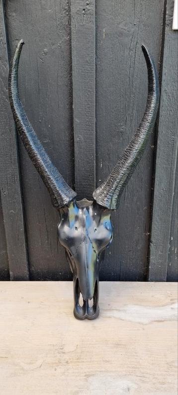 Decoratieve springbok schedel  beschikbaar voor biedingen