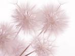Paardenbloem fotobehang XL Roze, 375x270 cm * Muurdeco4kids, Huis en Inrichting, Verzenden, Minder dan 10 m², Roze, Paardenbloem, Dandelion
