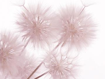 Paardenbloem fotobehang XL Roze, 375x270 cm * Muurdeco4kids beschikbaar voor biedingen