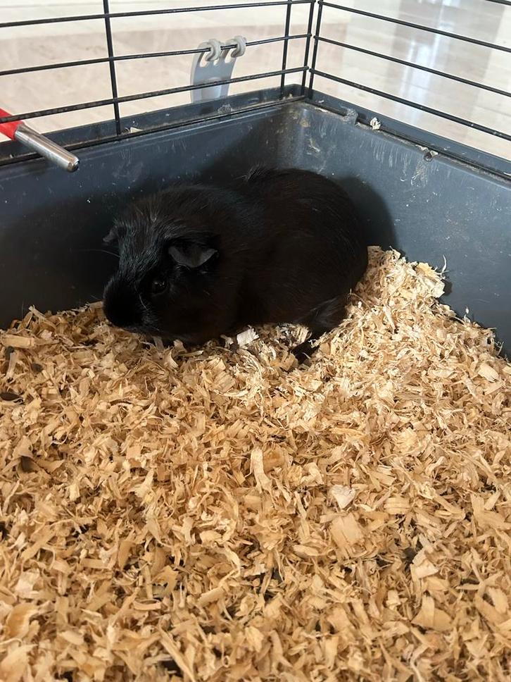 Cavia’s, Dieren en Toebehoren, Knaagdieren, Vrouwelijk, Cavia, Mei
