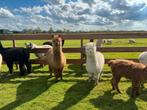 Diverse alpaca Merries, Dekhengsten en ruintjes te koop, Dieren en Toebehoren, Overige Dieren, Januari, Meerdere dieren