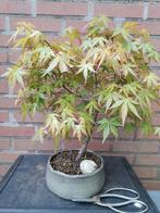 Acer Palmatum bonsai green, Minder dan 100 cm, Overige soorten, Ophalen of Verzenden