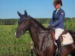 ## Knappe ruin v. Toto jr 7 Jr L1 dressuur 1.63m te koop ##, Dieren en Toebehoren, Gechipt, Ruin, Dressuurpaard, L