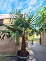 WINTERHARDE PALMBOMEN, Ophalen, Zomer, Volle zon, Palmboom