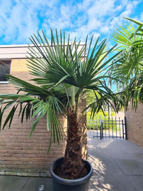 WINTERHARDE PALMBOMEN, Tuin en Terras, Planten | Bomen, Palmboom, Volle zon, Zomer, Ophalen
