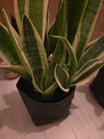 Sansevieria in pot 2 stuks, Ophalen, Volledige schaduw, Overige soorten, In pot