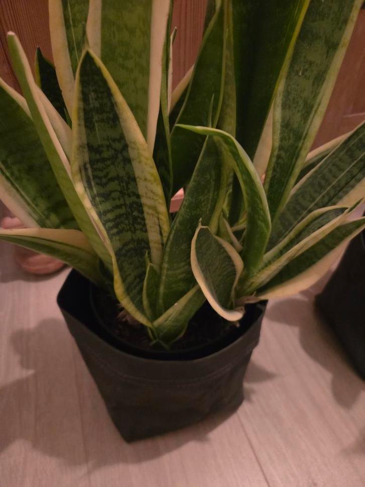Sansevieria in pot 2 stuks, Huis en Inrichting, Kamerplanten, Overige soorten, Minder dan 100 cm, Groene kamerplant, Volledige schaduw