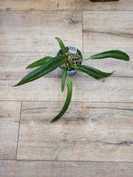 Anthurium Bakeri, Ophalen of Verzenden, Halfschaduw, Minder dan 100 cm