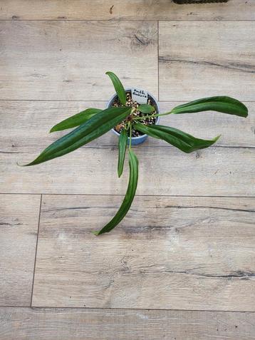 Anthurium Bakeri beschikbaar voor biedingen
