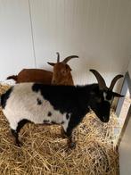 Schapen geiten of varkenshok