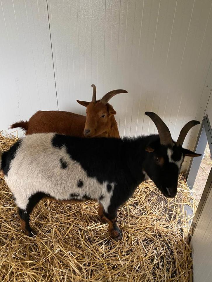 Schapen geiten of varkenshok jadierenverblijven. nl, Dieren en Toebehoren, Schapen, Geiten en Varkens