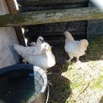 4 jonge haantjes, Dieren en Toebehoren, Pluimvee, Mannelijk, Kip