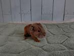 Cavia, Dieren en Toebehoren, Knaagdieren, Mannelijk, Cavia, Na 1 juli 2024, Tam