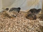 4 chinese dwergkwartels, Dieren en Toebehoren, Meerdere dieren, Overige soorten