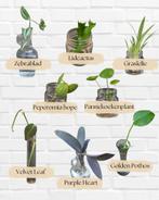 Stekbox 3 Planten Stekjes Geworteld, Overige soorten, Minder dan 100 cm, Groene kamerplant, Halfschaduw