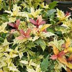 Osmanthus hetr. Goshiki tricolor. Mooie bonte hulst P9, Overige soorten, Volle zon, Vaste plant, Ophalen of Verzenden