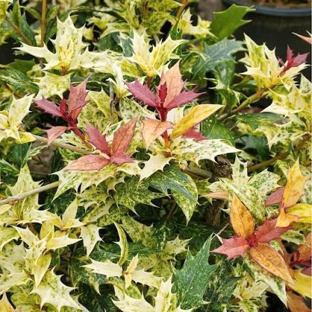 Osmanthus hetr. Goshiki tricolor. Mooie bonte hulst P9, Tuin en Terras, Planten | Tuinplanten, Vaste plant, Overige soorten, Volle zon