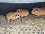 Jonge crème cavia's, Dieren en Toebehoren, Cavia, Mannelijk, Tam, Oktober