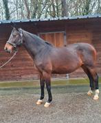 Hele fijne dragende fokmerrie, Dieren en Toebehoren, Paarden, Merrie, ZZ, Met stamboom, Dressuurpaard