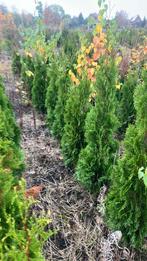 Thuja smaragd 100cm, Ophalen of Verzenden, Conifeer, 100 tot 250 cm