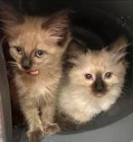 Ragdoll kittens nog 1 meisje! Seal mink, Dieren en Toebehoren, Katten en Kittens | Raskatten | Langhaar, Poes, Ontwormd, 0 tot 2 jaar