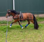 Prachtige talentvolle lieve Welsh partbred merrie, Merrie