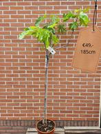 Vijgboompjes diverse maten vanaf €15 - €75 -- Vijgboom, Verzenden, Minder dan 100 cm, Vijgenboom, Lente