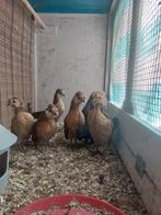 Jonge Westmaalse baard krieltjes, Dieren en Toebehoren, Pluimvee, Meerdere dieren