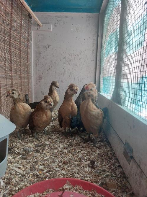 Jonge Westmaalse baard krieltjes, Dieren en Toebehoren, Pluimvee, Meerdere dieren