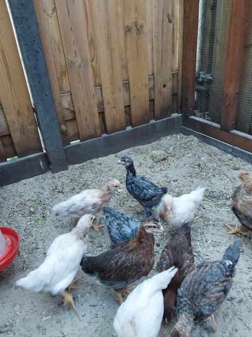 Easteregger hennetjes 2x, Dieren en Toebehoren, Pluimvee, Kip, Vrouwelijk
