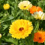 Uit de biologische moestuin : Goudsbloemen, plantjes, zaden, Tuin en Terras, Bloembollen en Zaden, Ophalen of Verzenden, Gehele jaar