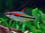 Aanbieding!!! Puntius denisonii 3 cm!!!, Vis, Zoetwatervis