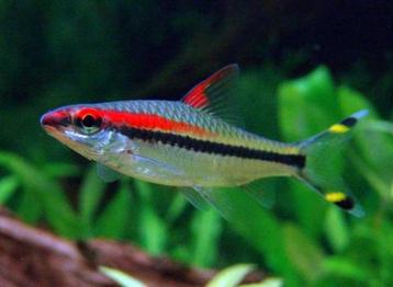 Aanbieding!!! Puntius denisonii 3 cm!!!  beschikbaar voor biedingen