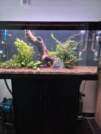 Aquarium Juwel 110l met kast, Dieren en Toebehoren, Vissen | Aquaria en Toebehoren, Ophalen, Zo goed als nieuw, Leeg aquarium