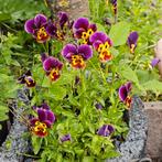 Hoornviooltje,20 zaden, Verzenden, Voorjaar, Volle zon, Zaad