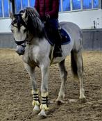 Spaanse PRE ruin., Dieren en Toebehoren, Ruin, Zadelmak, 3 tot 6 jaar, Recreatiepaard
