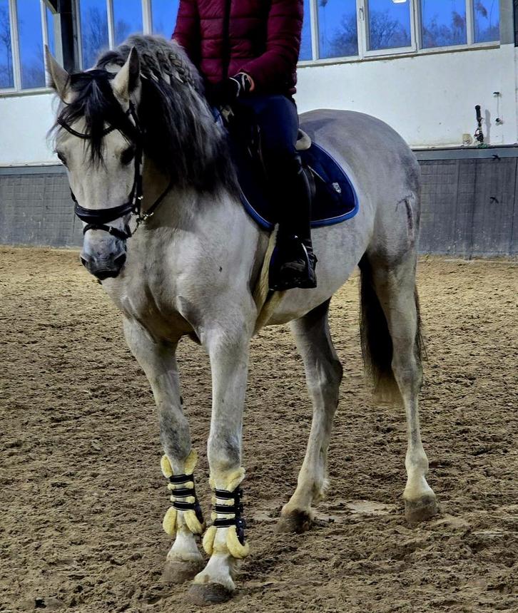 Spaanse PRE ruin., Dieren en Toebehoren, Paarden, Ruin, Zadelmak, 165 tot 170 cm, 3 tot 6 jaar, Recreatiepaard