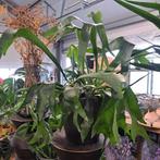 Hertshoorn Varen, Ophalen, Halfschaduw, Minder dan 100 cm