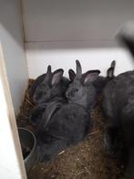 Vlaamse reus, Meerdere dieren, Groot