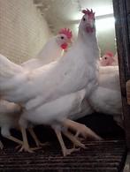 Mooie witte leghennen, Dieren en Toebehoren, Pluimvee, Vrouwelijk