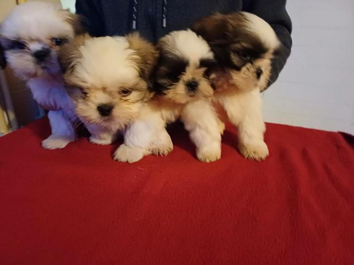 lieve ,leuke raszuivere shih tzu pups, Dieren en Toebehoren, Honden | Chihuahua's en Gezelschapshonden, Meerdere dieren, Overige rassen
