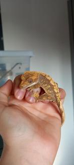 1.0 tamme Harlequin wimpergekko man, Dieren en Toebehoren, Hagedis, Tam, 0 tot 2 jaar