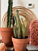 Mooie Cactus, Overige soorten, Volle zon, Vaste plant, Ophalen of Verzenden