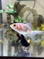 Carassius Auratus - Sluierstaart Goudvis, Dieren en Toebehoren, Vissen | Aquariumvissen, Zoetwatervis, Vis